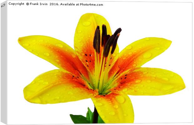 Beautiful Yellow Lily close up Canvas Print by Frank Irwin