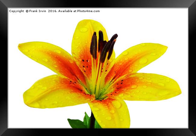 Beautiful Yellow Lily close up Framed Print by Frank Irwin