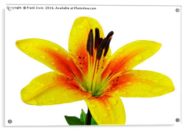 Beautiful Yellow Lily close up Acrylic by Frank Irwin
