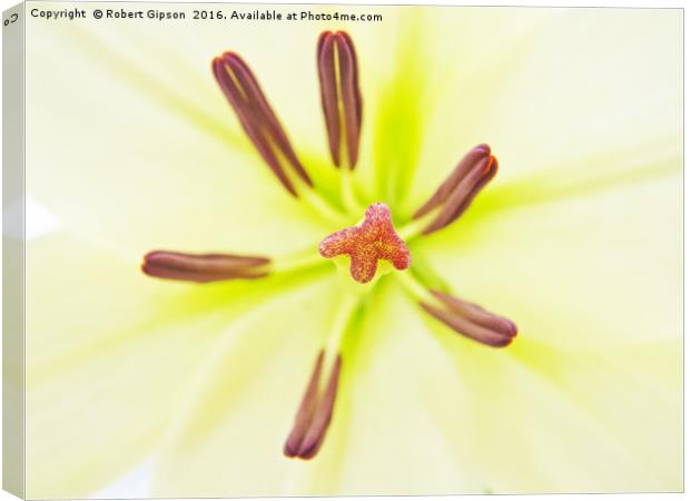 Lily flower close up. Canvas Print by Robert Gipson