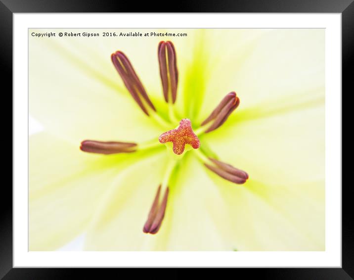 Lily flower close up. Framed Mounted Print by Robert Gipson