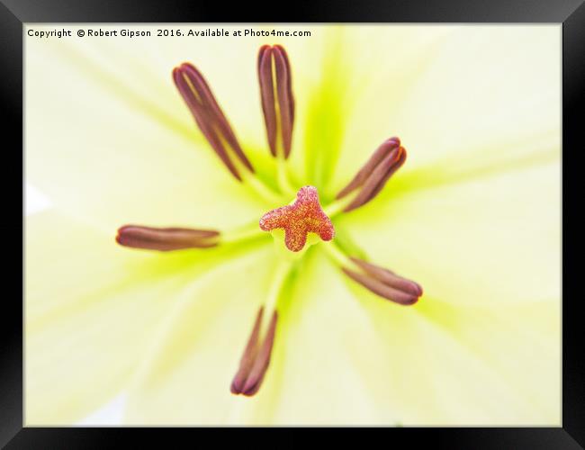 Lily flower close up. Framed Print by Robert Gipson