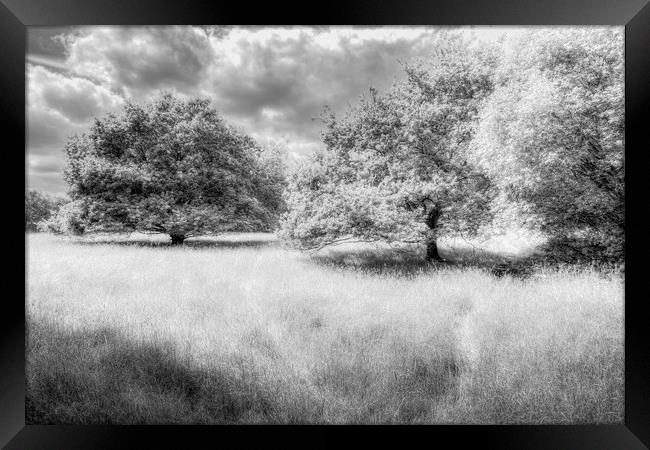The Peaceful Meadow Framed Print by David Pyatt