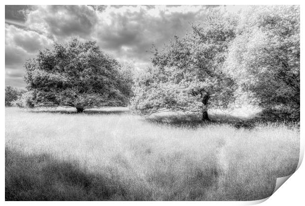 The Peaceful Meadow Print by David Pyatt
