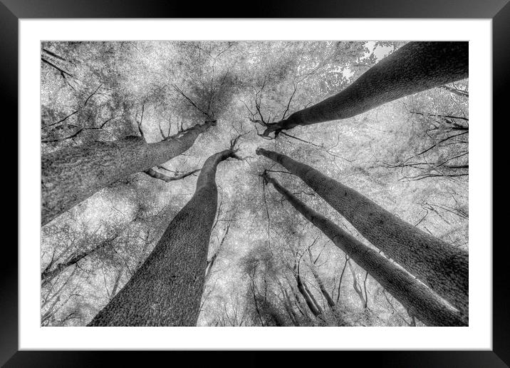 Ghostly Trees Reaching For The Sky Framed Mounted Print by David Pyatt
