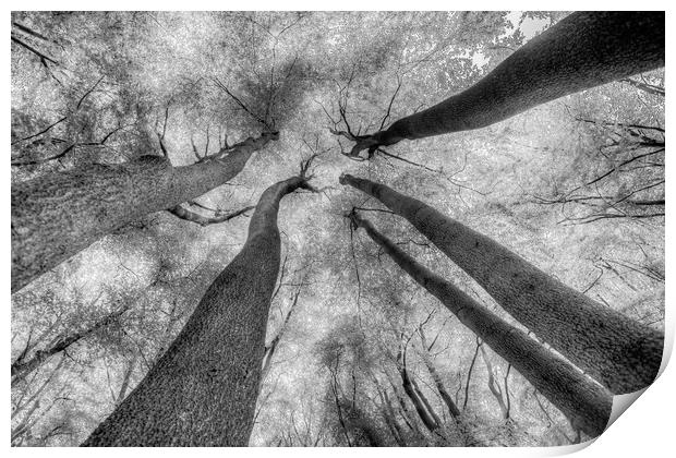 Ghostly Trees Reaching For The Sky Print by David Pyatt