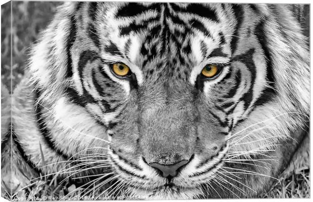 Eye of the tiger Canvas Print by Ray Shiu