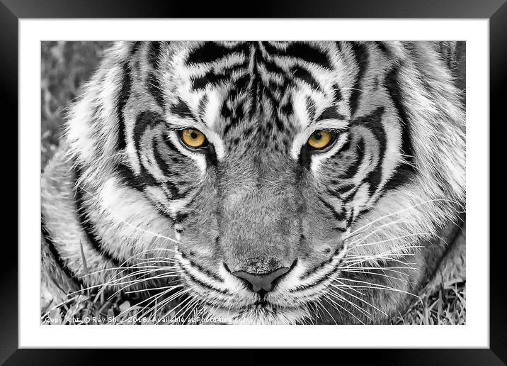 Eye of the tiger Framed Mounted Print by Ray Shiu
