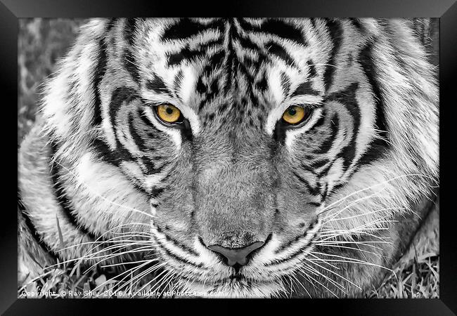 Eye of the tiger Framed Print by Ray Shiu