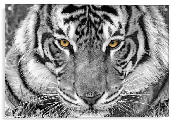 Eye of the tiger Acrylic by Ray Shiu