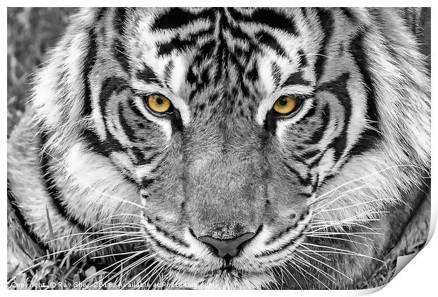 Eye of the tiger Print by Ray Shiu