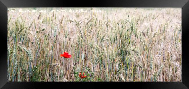 Poppy and Wheat Framed Print by Claire Castelli