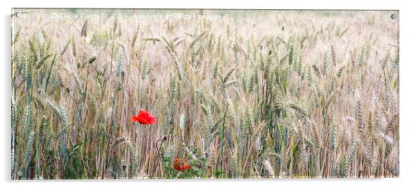 Poppy and Wheat Acrylic by Claire Castelli