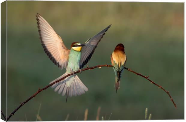 Bee Eater Landing Canvas Print by Val Saxby LRPS