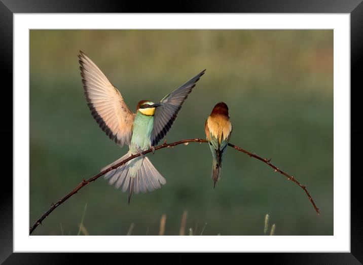 Bee Eater Landing Framed Mounted Print by Val Saxby LRPS