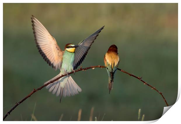 Bee Eater Landing Print by Val Saxby LRPS