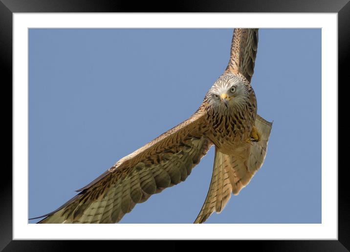 Red Kite Framed Mounted Print by Ian Hufton