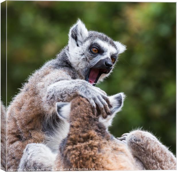 Ring-tailed lemurs fighting Canvas Print by Jason Wells