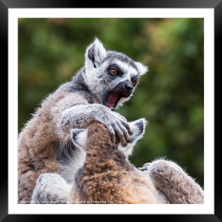 Ring-tailed lemurs fighting Framed Mounted Print by Jason Wells