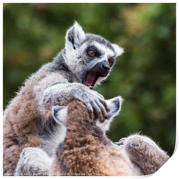 Ring-tailed lemurs fighting Print by Jason Wells