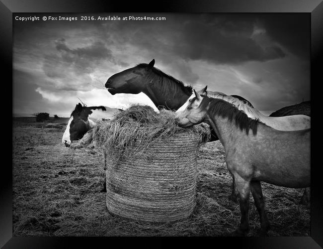 Horses and hay Framed Print by Derrick Fox Lomax