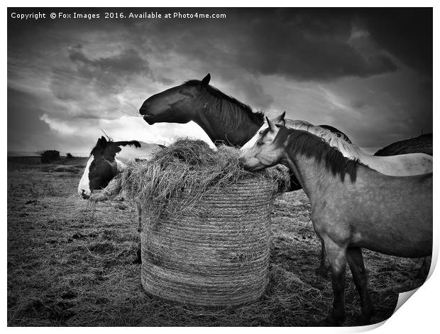 Horses and hay Print by Derrick Fox Lomax