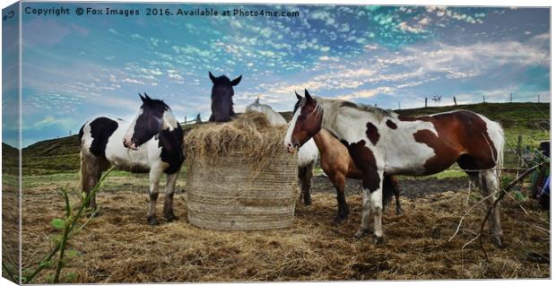 Horses and hay Canvas Print by Derrick Fox Lomax