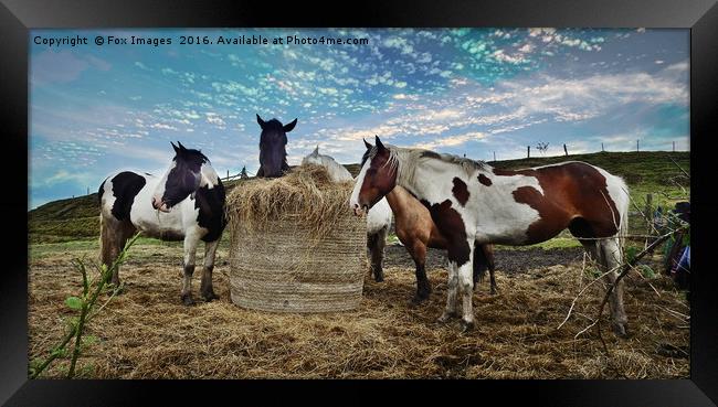 Horses and hay Framed Print by Derrick Fox Lomax