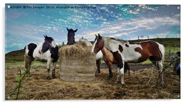 Horses and hay Acrylic by Derrick Fox Lomax
