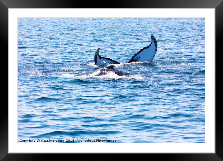 Whale, cape cod Framed Mounted Print by Massimo Lama