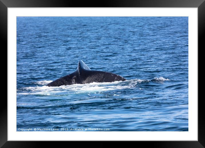 tail of Whale, cape cod Framed Mounted Print by Massimo Lama