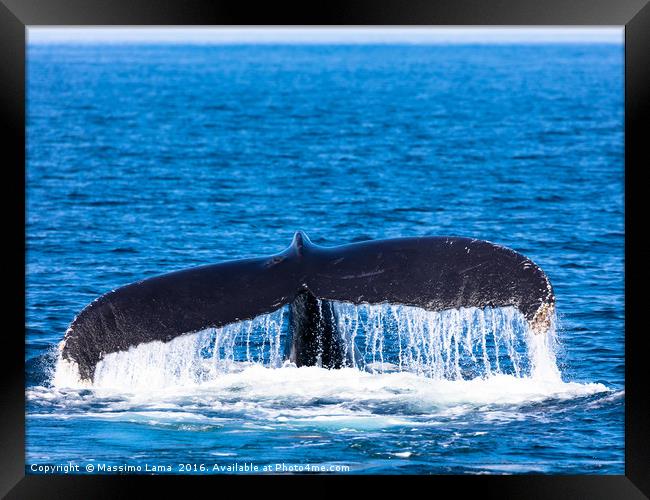 Tail of Whale, Cape Cod Framed Print by Massimo Lama