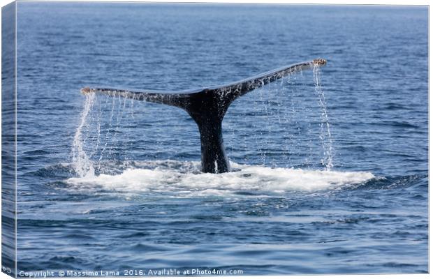 Tail of Whale, Cape Cod Canvas Print by Massimo Lama
