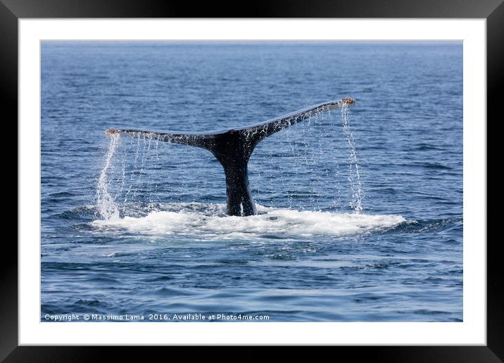 Tail of Whale, Cape Cod Framed Mounted Print by Massimo Lama