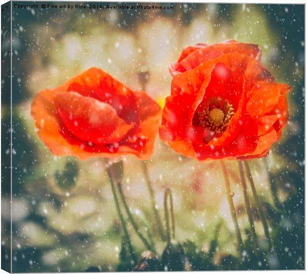 Winter Poppies Canvas Print by Fine art by Rina