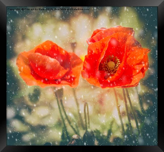 Winter Poppies Framed Print by Fine art by Rina