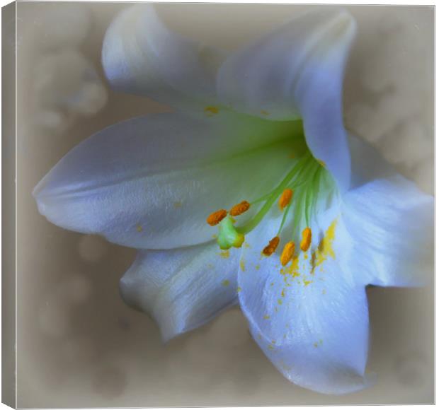 lovely lily Canvas Print by sue davies
