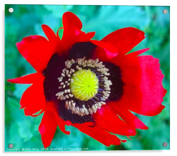 A single Red Poppy Acrylic by John Wain