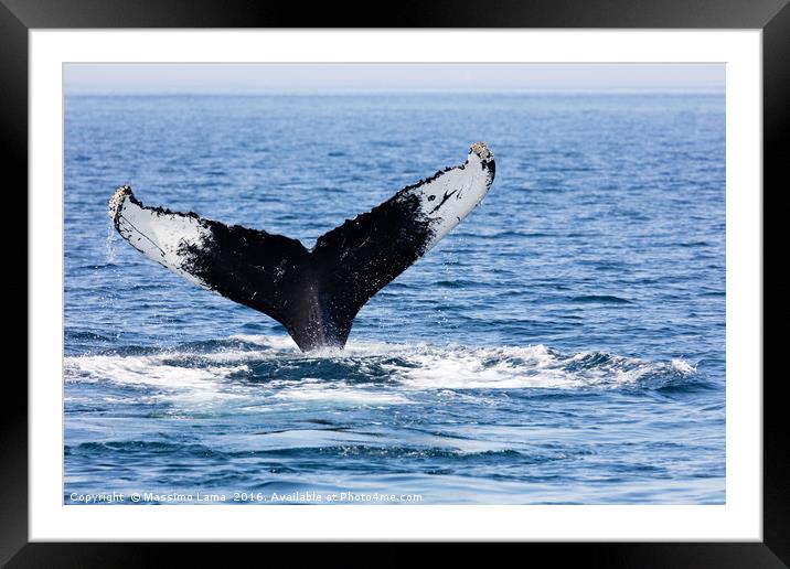 Tail of Whale, Cape Cod Framed Mounted Print by Massimo Lama