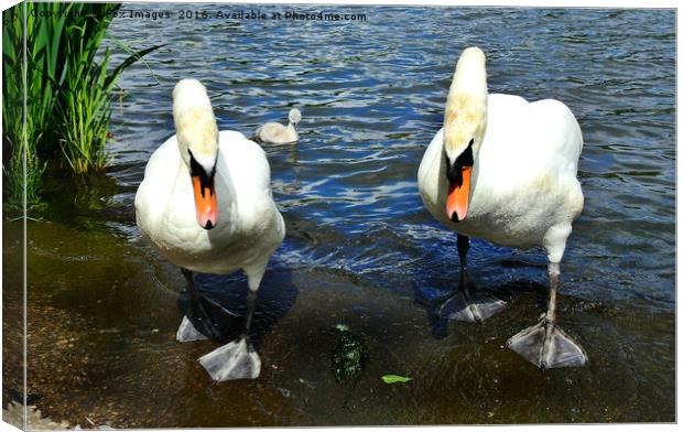 Swans and cygnet Canvas Print by Derrick Fox Lomax