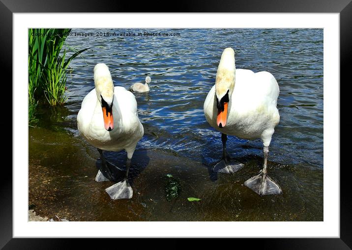 Swans and cygnet Framed Mounted Print by Derrick Fox Lomax