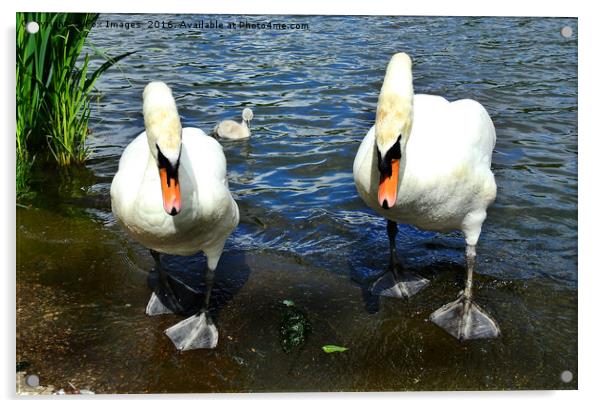 Swans and cygnet Acrylic by Derrick Fox Lomax