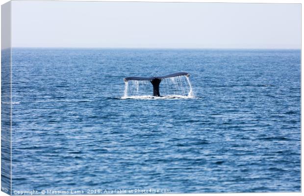 Tail of Whale, Cape Cod Canvas Print by Massimo Lama