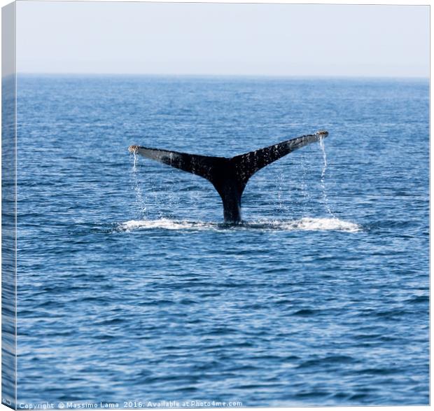 Tail of Whale, Cape Cod Canvas Print by Massimo Lama