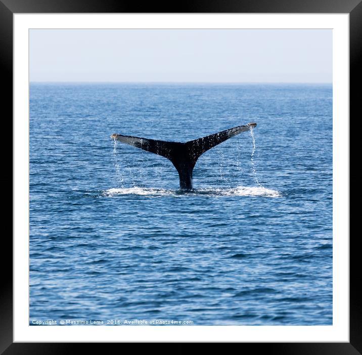 Tail of Whale, Cape Cod Framed Mounted Print by Massimo Lama