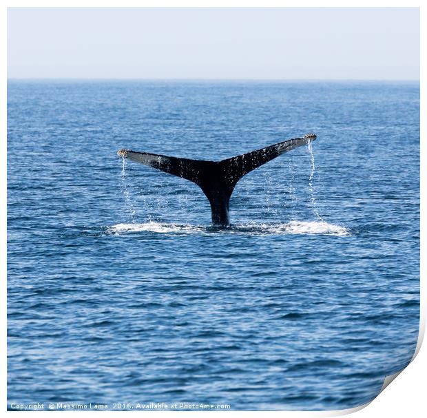 Tail of Whale, Cape Cod Print by Massimo Lama