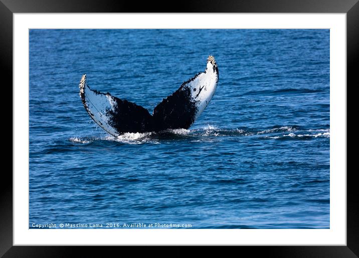 Whale, cape cod Framed Mounted Print by Massimo Lama
