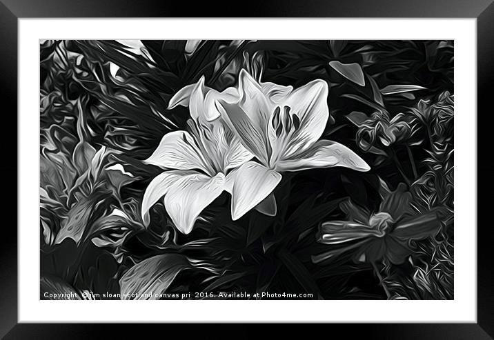 Painted Lily Framed Mounted Print by jim scotland fine art