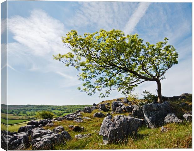 The Green Leaning Tree Canvas Print by David McCulloch
