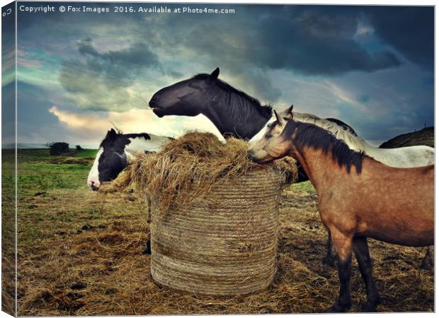 Horses and hay Canvas Print by Derrick Fox Lomax